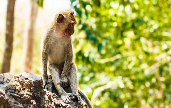 funny monkey lives in a natural forest 