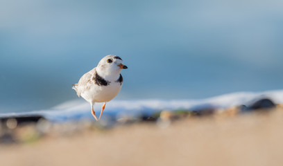 Piping Plover
