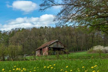 Small old rundown farm house on a green field with yellow flowers