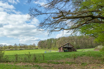 Obraz premium Small old rundown farm house under a tree on a green field with yellow flowers and a rusty fence