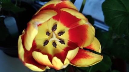 flower, nature, tulip, garden, background, spring, plant, green, yellow, red, beautiful, petal, flower, blooming, flora, beauty, colorful, fresh, bright, color, bouquet, bloom, summer, day, leaf, stam