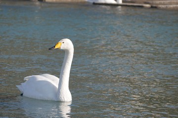 ためらう白鳥