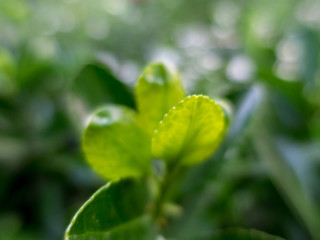 Leaves