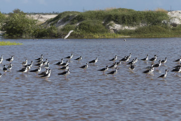 flock of stilts take a break mid river before returning to their nest