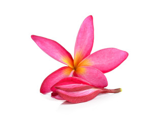 beautiful pink tropical flower and petals Plumeria flower isolated white