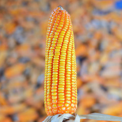 Corn dry corn background