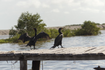 Cormoran duck spreads its wings under the sun to get them dry after a successful morning fishing in the river. 