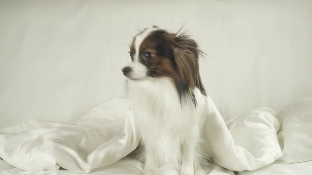 Dog Papillon crawls out from under blankets and jumps off the bed stock footage video