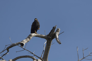 Common black hawk perched on tree ready to hunt for its prey