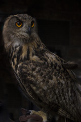 Close -up of a Barn Owl