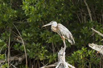 Great Blue Heron shows its elegant long legs. This wading bird lives in wetlands has beautiful and rare grey-bluish feathers