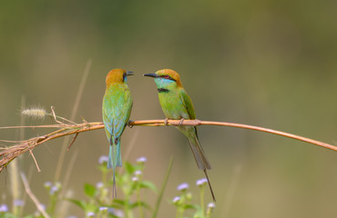 Green Bee-Eater (Merops Orientalis)