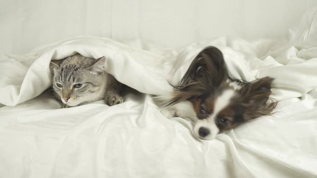 Cat with a dog lies under a blanket, dog jumps off the bed stock footage video
