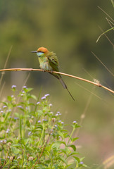Green Bee-Eater (Merops Orientalis)