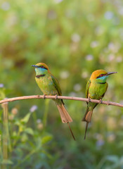 Obraz premium Green Bee-Eater (Merops Orientalis)