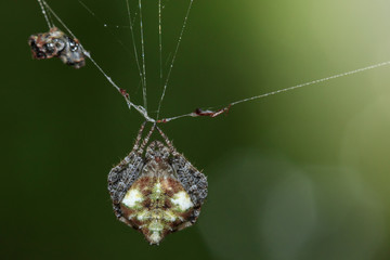 Image of Laglaise's Orb-weaver Spider(Eriovixia laglaizei) on the spider web. Insect. Animal.