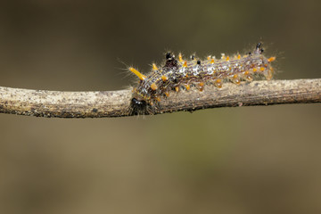 Image of brown caterpillar on tree branch on natural background.  Insect. Worm. Animal.