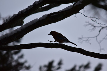 カケスのシルエット