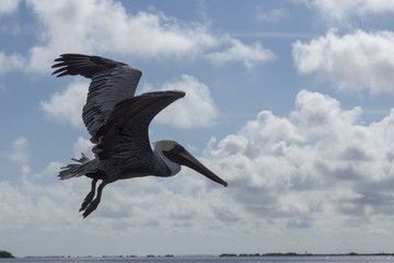beautiful brown pelican shows off its long beak. This beautiful northamerican bird feeds by diving in water and catching its prey in its throat pouch.