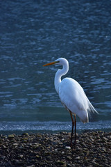 冬の川原のダイサギ
