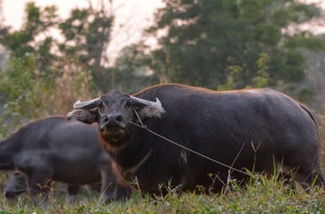 Buffalo in the rice field