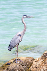 Great Blue Heron on Rocks - Treasure Island, Florida on the Gulf of Mexico
