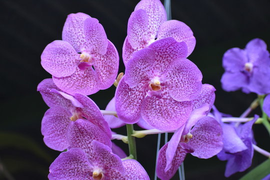 Flower collors
