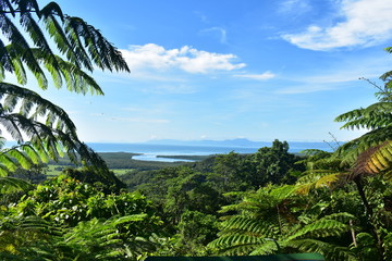 Fototapeta na wymiar Daintree rainforest