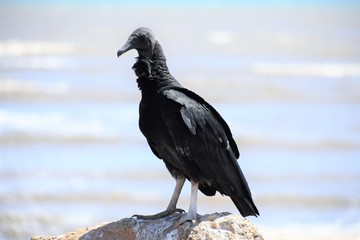 black bird