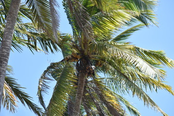 Obraz premium coconut