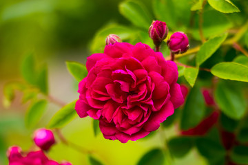 真紅のバラの花