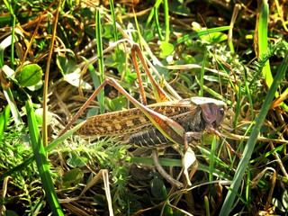 The locusts in the grass