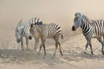 Zebra,