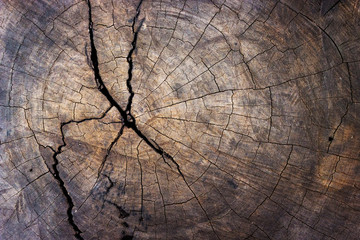 wood tree stump texture background
