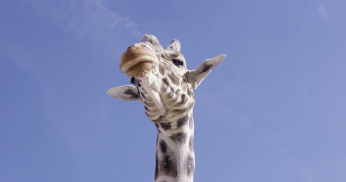 Giraffe turns head to look down at approaching creatures - slow motion