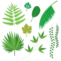 Green plants tropical palm leaves vector.
