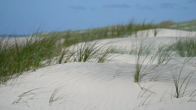 Sunny sand dunes #5 with brilliant blue sky, wide-shot featuring Pingao sand grass (ficinia spiralis), Mangawhai Heads, New Zealand