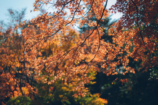 Vibrant Japanese Autumn Maple leaves with blurred background