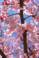 桜、サクラ、満開の河津桜、青空