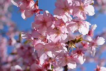 桜、サクラ、満開の河津桜、青空