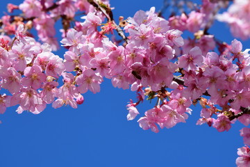 桜、サクラ、満開の河津桜、青空