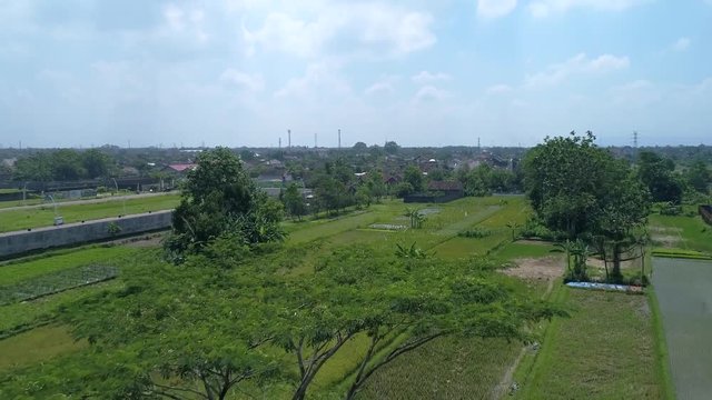 Aerial footage nature rice farm in Indonesia country side
