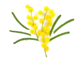 mimosa isolated on white background. Top view