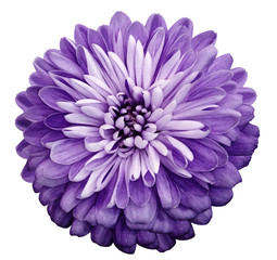 Chrysanthemum  violet  flower. On white isolated background with clipping path.  Closeup no...