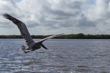 beautiful brown pelican shows off its long beak. This beautiful northamerican bird feeds by diving in water and catching its prey in its throat pouch.