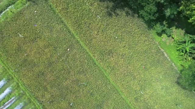 Top down aerial footage view of rice farm in Indonesia country side