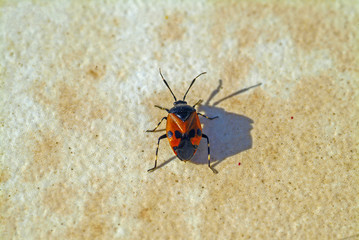 Close-up of Firebug insect (Pyrrhocoris apterus)