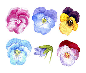 hand drawn watercolor Pansy flower set