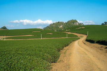 Fototapeta na wymiar Tea plantation landscape on clear day. Tea farm with curved road, blue sky and white clouds.