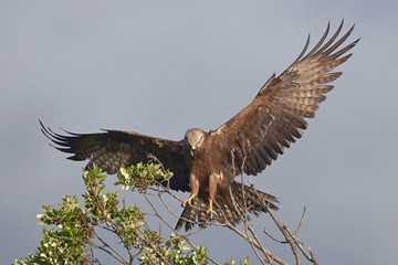 Black kite (Milvus migrans)